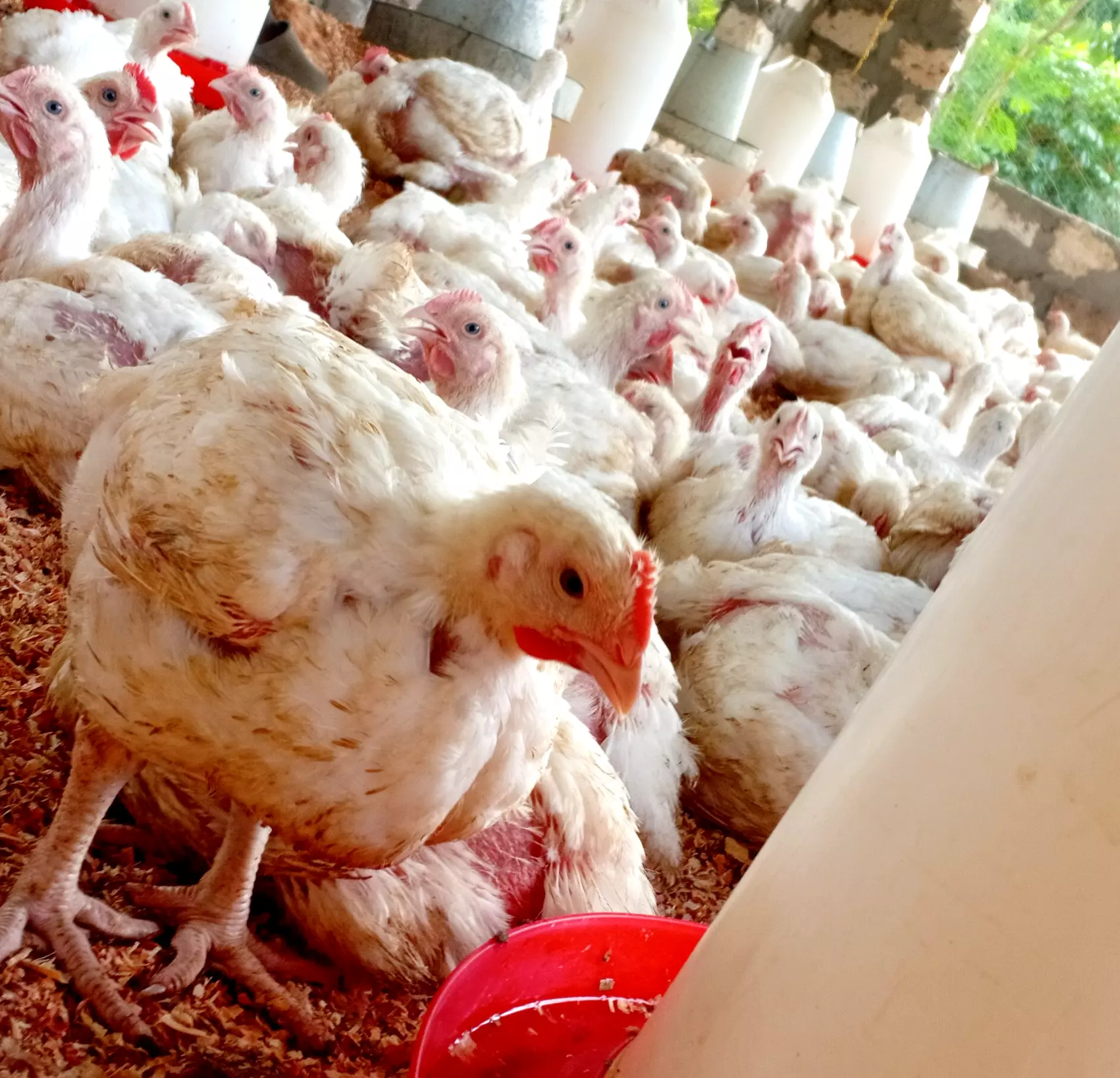 Our Farm Story