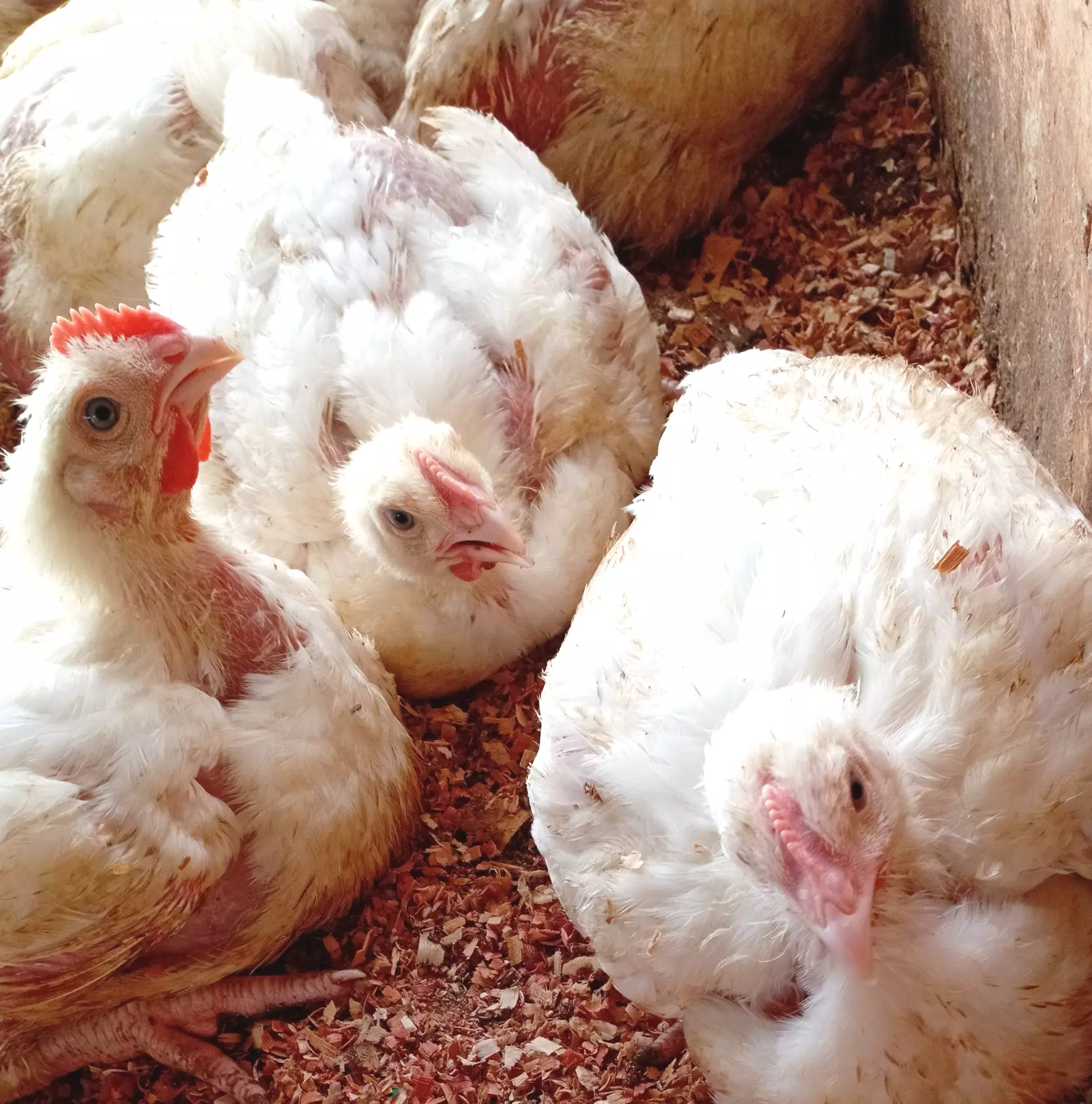Quality Standards - watamu broilers